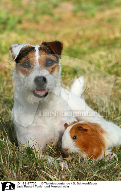 Jack Russell Terrier und Meerschwein / SS-27735