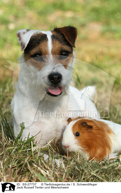 Jack Russell Terrier und Meerschwein / SS-27737
