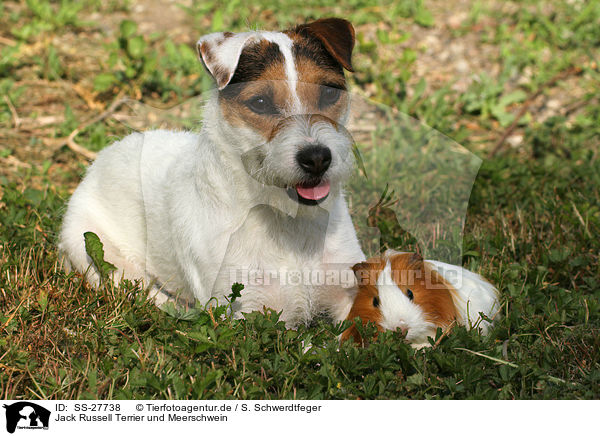 Jack Russell Terrier und Meerschwein / SS-27738