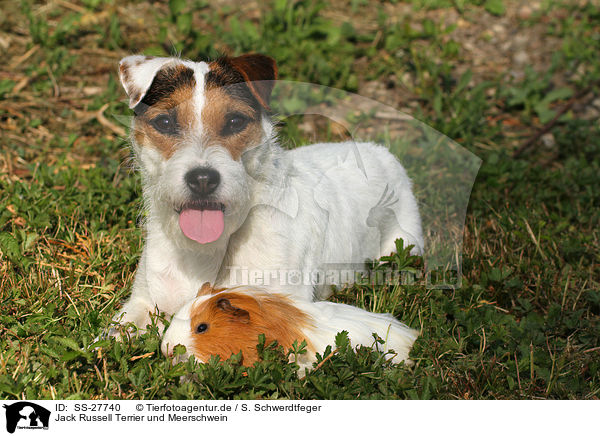 Jack Russell Terrier und Meerschwein / SS-27740