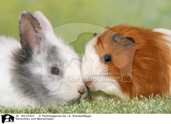 Kaninchen und Meerschwein / SS-27923