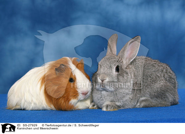 Kaninchen und Meerschwein / SS-27929