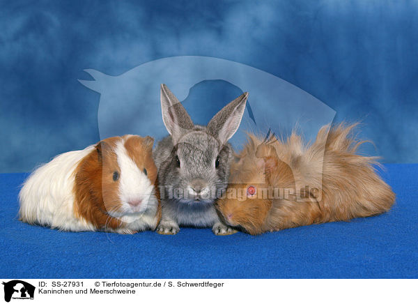 Kaninchen und Meerschweine / SS-27931