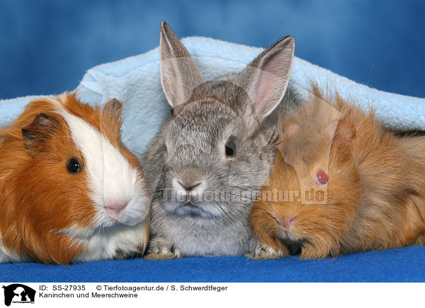 Kaninchen und Meerschweine / bunny and guinea pigs / SS-27935