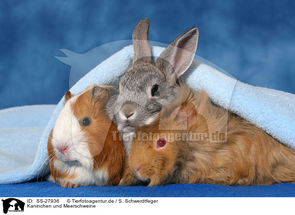 Kaninchen und Meerschweine / SS-27936