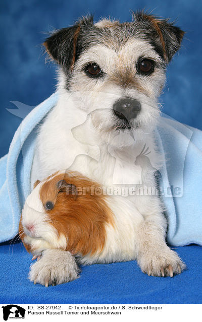 Parson Russell Terrier und Meerschwein / SS-27942