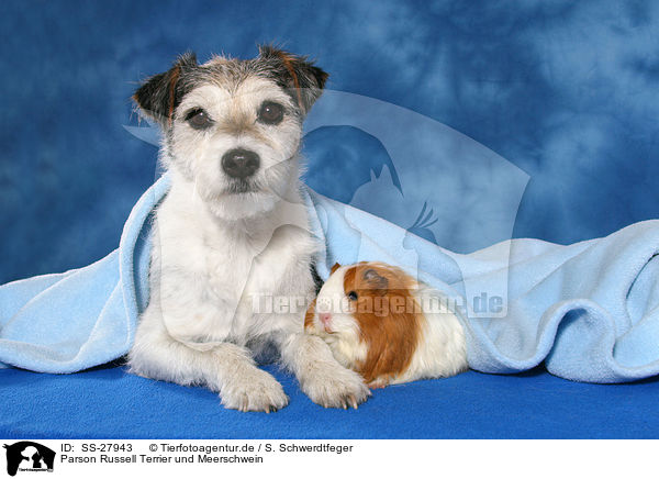 Parson Russell Terrier und Meerschwein / SS-27943