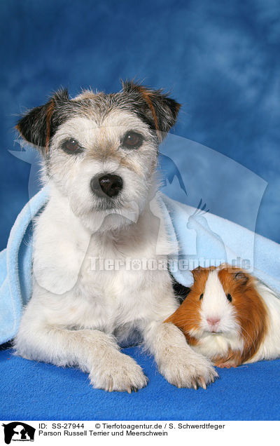 Parson Russell Terrier und Meerschwein / SS-27944
