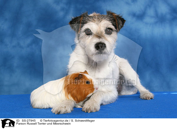 Parson Russell Terrier und Meerschwein / SS-27945