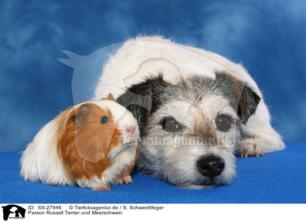 Parson Russell Terrier und Meerschwein / SS-27946