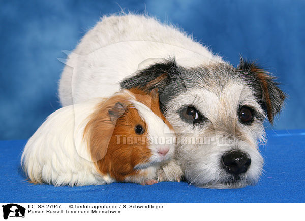 Parson Russell Terrier und Meerschwein / SS-27947