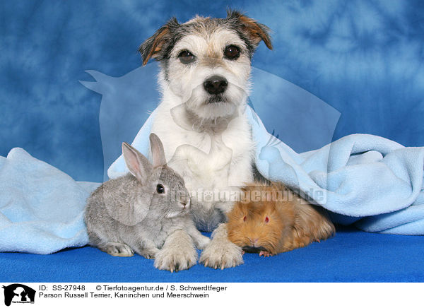 Parson Russell Terrier, Kaninchen und Meerschwein / SS-27948