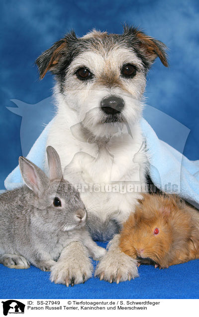 Parson Russell Terrier, Kaninchen und Meerschwein / Parson Russell Terrier, bunny and guinea pig / SS-27949