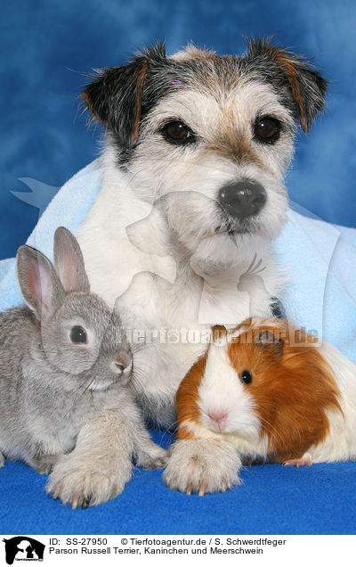 Parson Russell Terrier, Kaninchen und Meerschwein / SS-27950