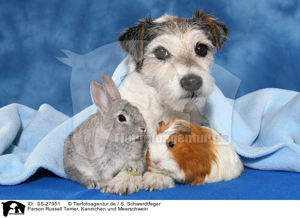 Parson Russell Terrier, Kaninchen und Meerschwein / Parson Russell Terrier, bunny and guinea pig / SS-27951