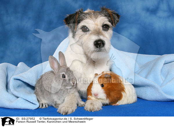 Parson Russell Terrier, Kaninchen und Meerschwein / SS-27952