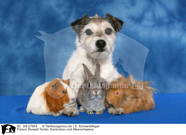 Parson Russell Terrier, Kaninchen und Meerschweine / SS-27954