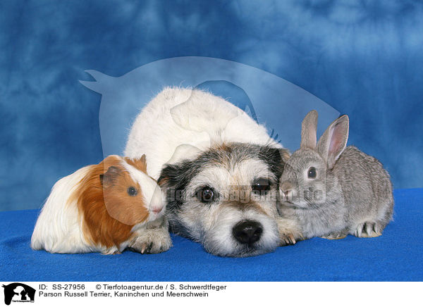 Parson Russell Terrier, Kaninchen und Meerschwein / SS-27956