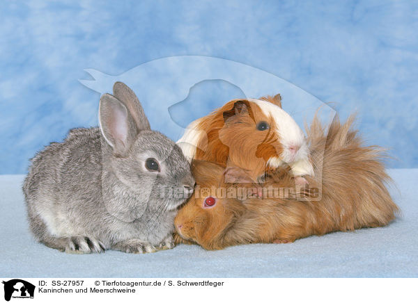 Kaninchen und Meerschweine / SS-27957