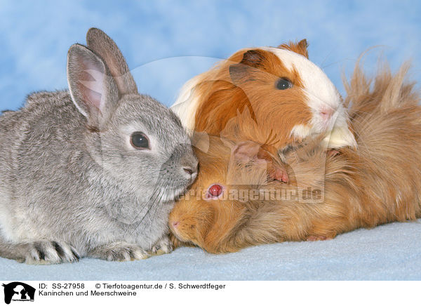 Kaninchen und Meerschweine / bunny and guinea pigs / SS-27958