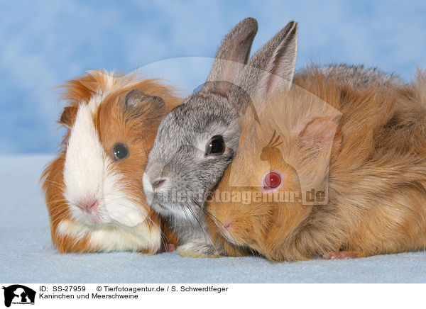 Kaninchen und Meerschweine / SS-27959