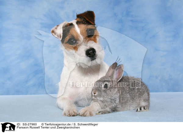 Parsaon Russell Terrier und Zwergkaninchen / SS-27960