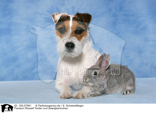 Parsaon Russell Terrier und Zwergkaninchen / SS-27961