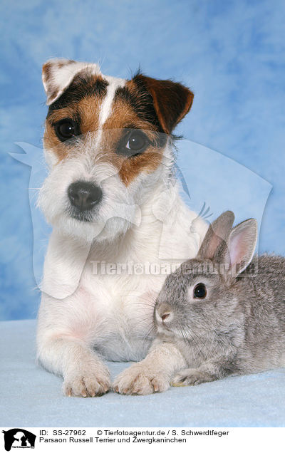 Parsaon Russell Terrier und Zwergkaninchen / Parson Russell Terrier and pygmy rabbit / SS-27962