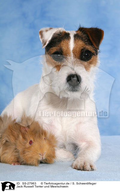 Jack Russell Terrier und Meerschwein / SS-27963
