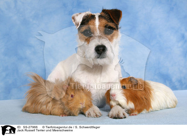 Parson Russell Terrier und Meerschweine / guinea pigs / SS-27966
