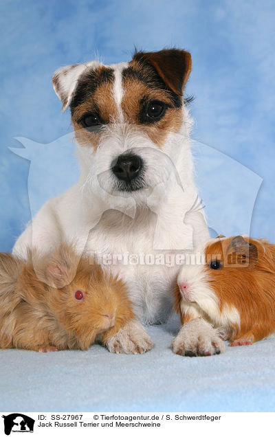 Jack Russell Terrier und Meerschweine / SS-27967