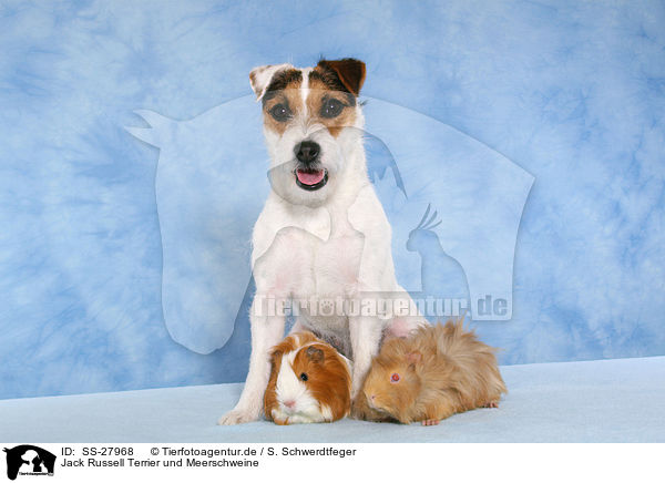 Jack Russell Terrier und Meerschweine / SS-27968