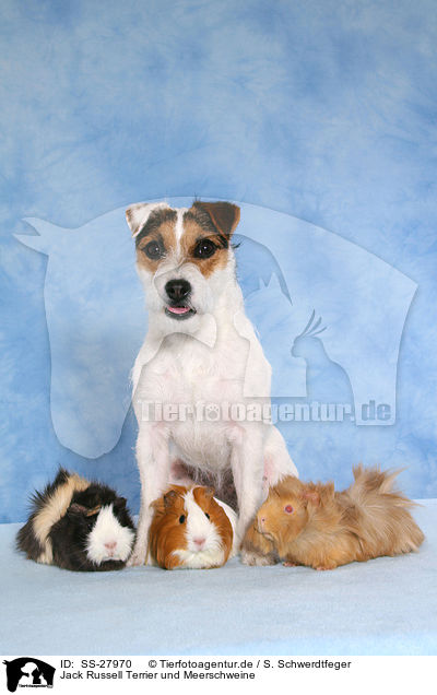 Jack Russell Terrier und Meerschweine / SS-27970