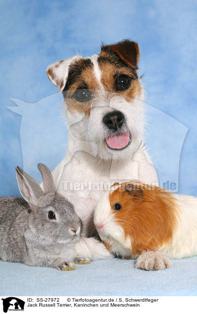 Jack Russell Terrier, Kaninchen und Meerschwein / SS-27972