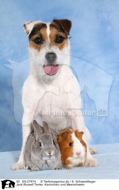Parson Russell Terrier, Kaninchen und Meerschwein / Parson Russell Terrier, bunny and guinea pig / SS-27974