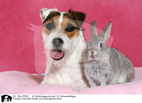 Parsaon Russell Terrier und Zwergkaninchen / SS-27978