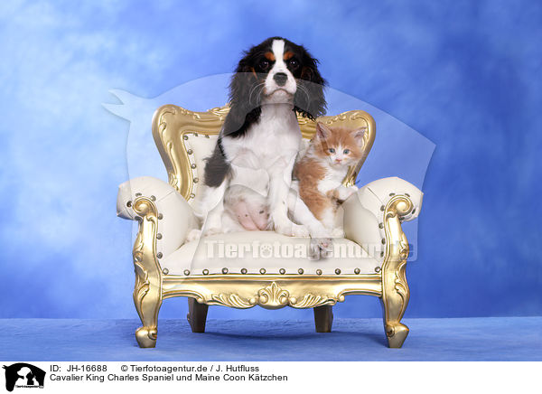 Cavalier King Charles Spaniel und Maine Coon Ktzchen / JH-16688