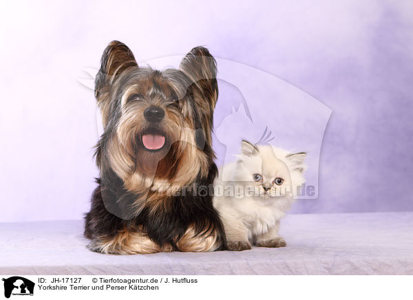 Yorkshire Terrier und Perser Ktzchen / JH-17127