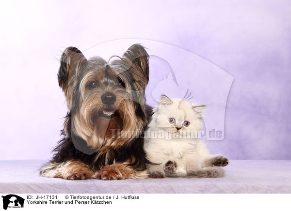 Yorkshire Terrier und Perser Ktzchen / JH-17131