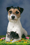 Hund kuschelt mit Chinchilla