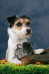 Hund und Chinchilla