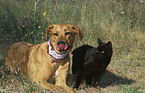 Hund und Katze