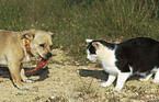 Hund und Katze