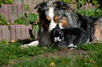 Hund und Kaninchen