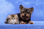 Perserktzchen und Yorkshire Terrier