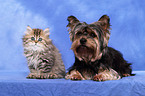 Perserktzchen und Yorkshire Terrier