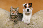 Jack Russell Terrier und Katze