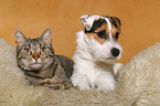 Jack Russell Terrier und Katze