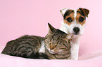 Jack Russell Terrier und Katze
