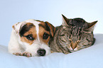 Jack Russell Terrier und Katze